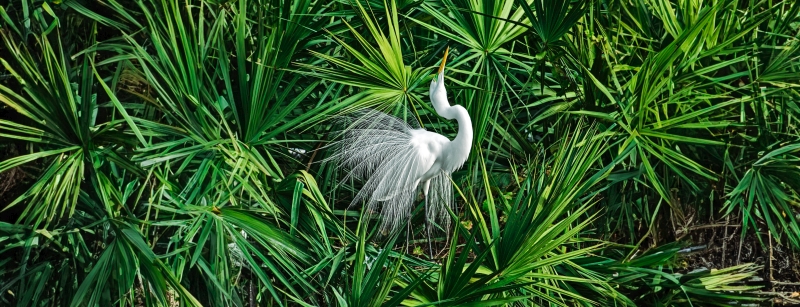 White Bird in Palmettos