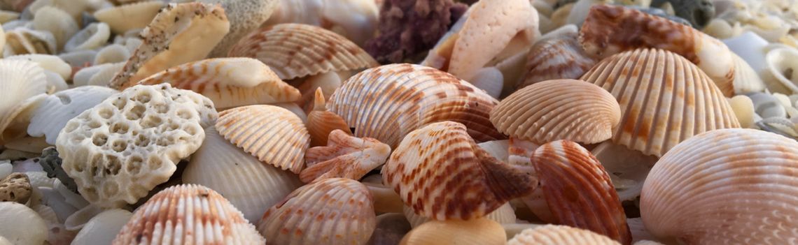 Muscheln an einem Strand auf Sanibel Island