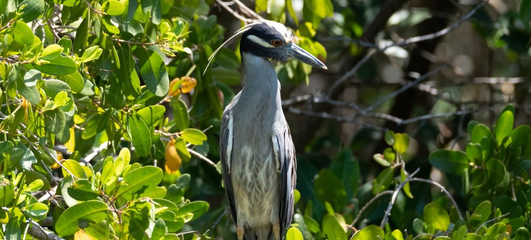 Ein Vogel im JN Ding Darling Wildlife Refuge auf Sanibel Island